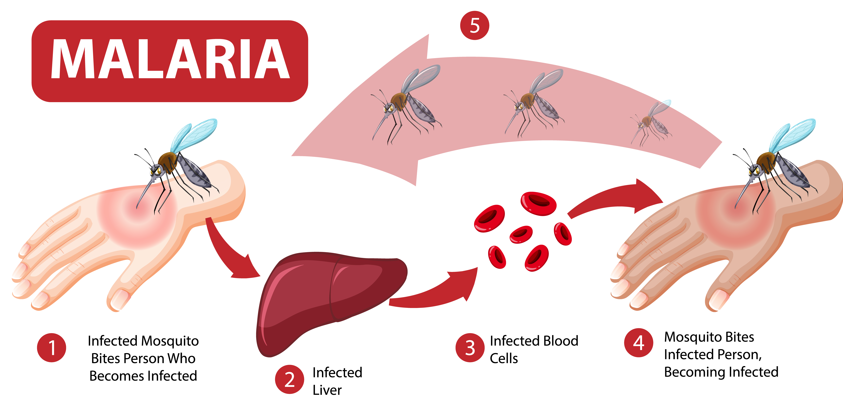 Malaria Is Preventable—Take the Right Steps
